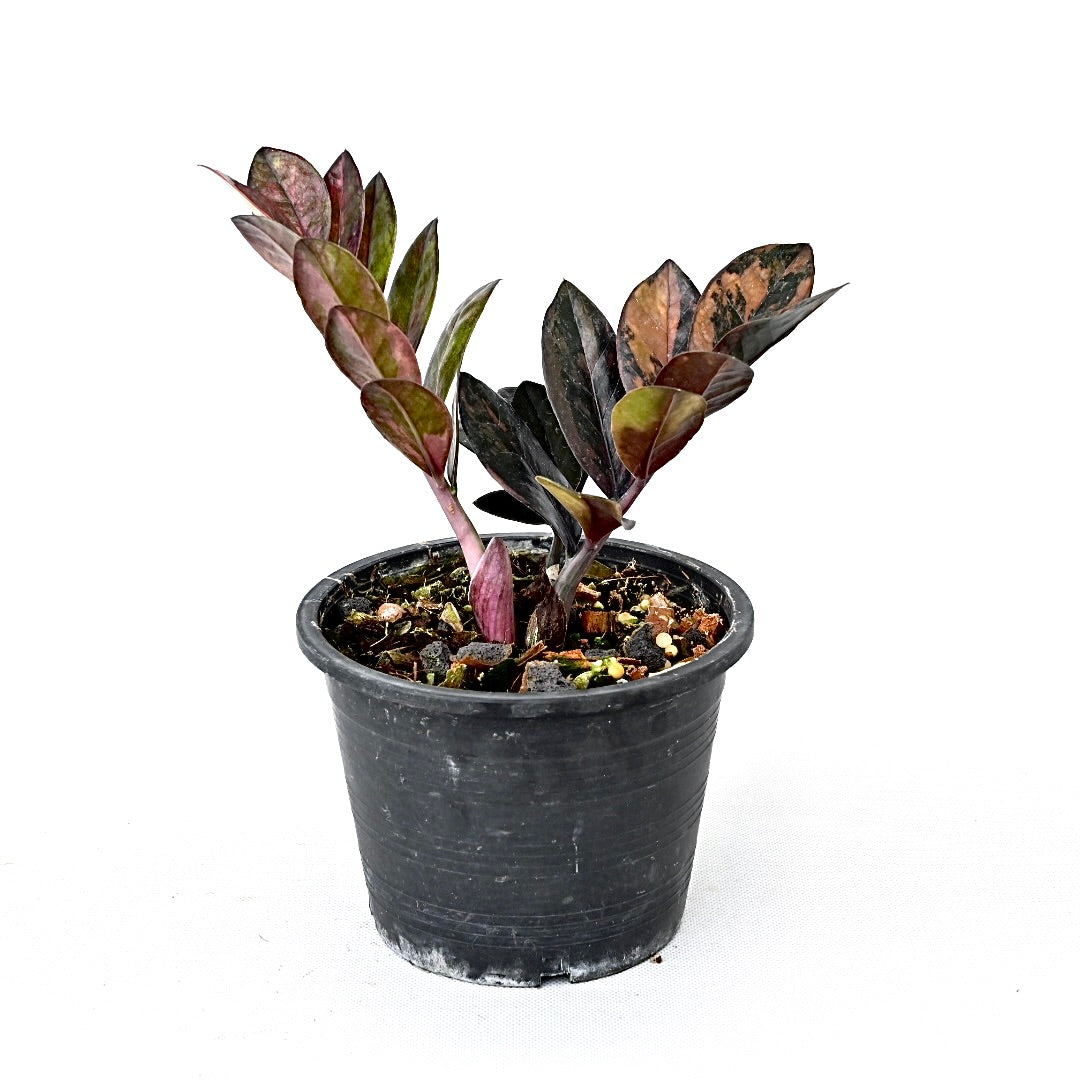 Zamioculcas zamiifolia Raven Pink variegated (XL)