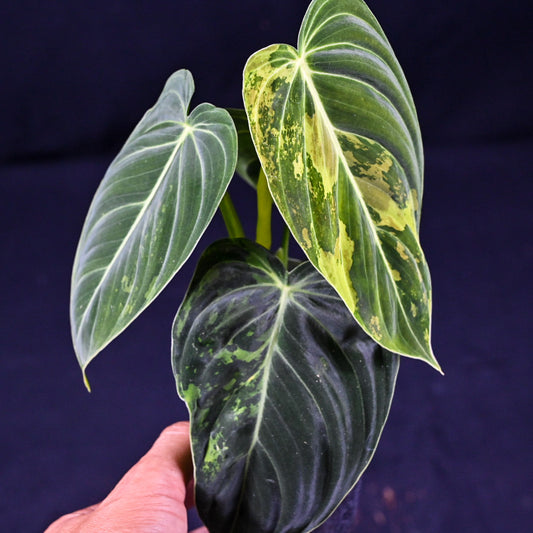 Philodendron melanochrysum variegated