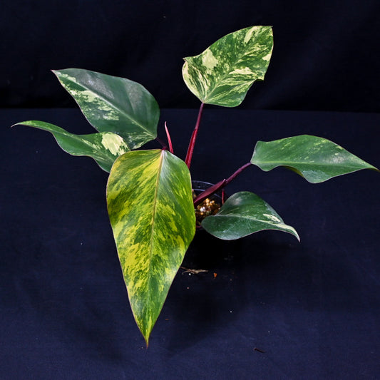 Philodendron erubescens ‘Strawberry Shake’