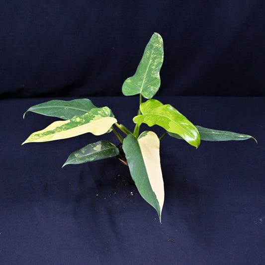 Philodendron domesticum variegated