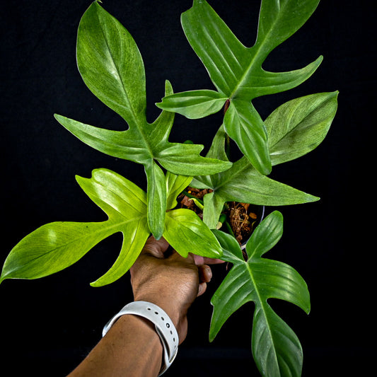 Philodendron florida ghost