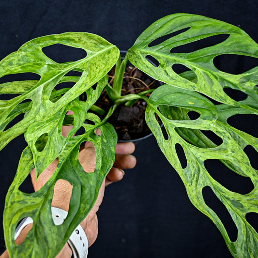 Monstera adansonii variegated (Indo)