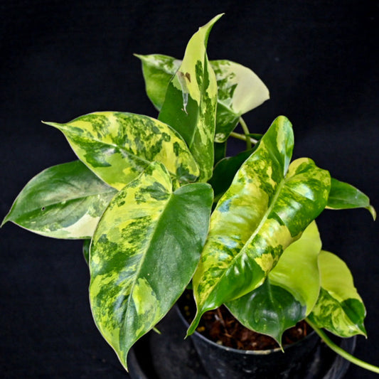 Philodendron burle marx variegated