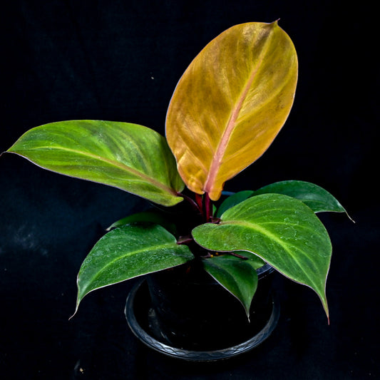 Philodendron ‘McColley's Finale’