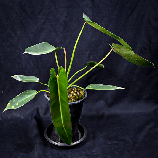 Philodendron spiritus sancti