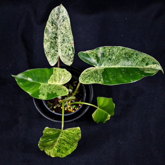 Philodendron burle marx variegated (mint)