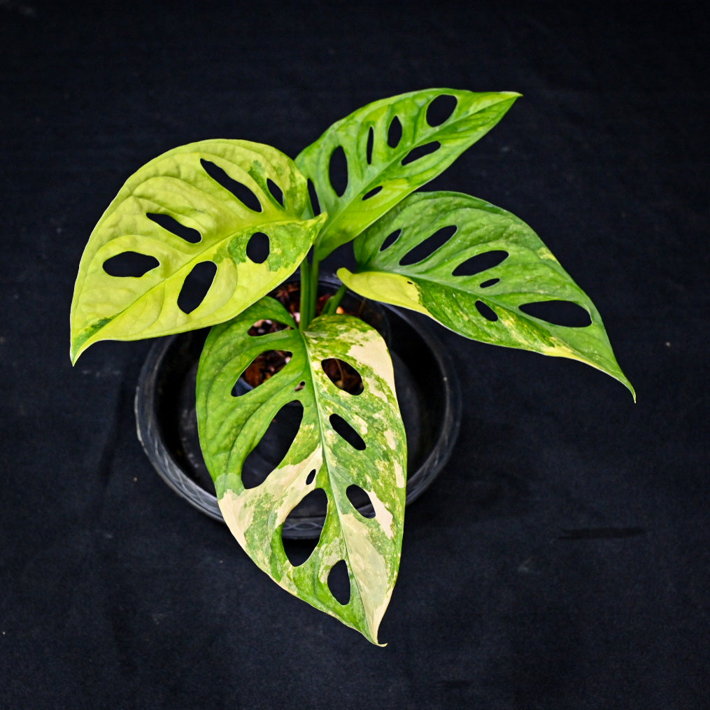 Monstera adansonii aurea variegated (JP) – Poonsin Garden