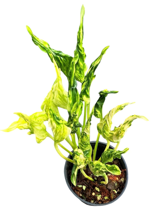 Epipremnum pothos 'Shargri-La'
