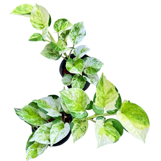 Epipremnum pothos 'Global Japan'