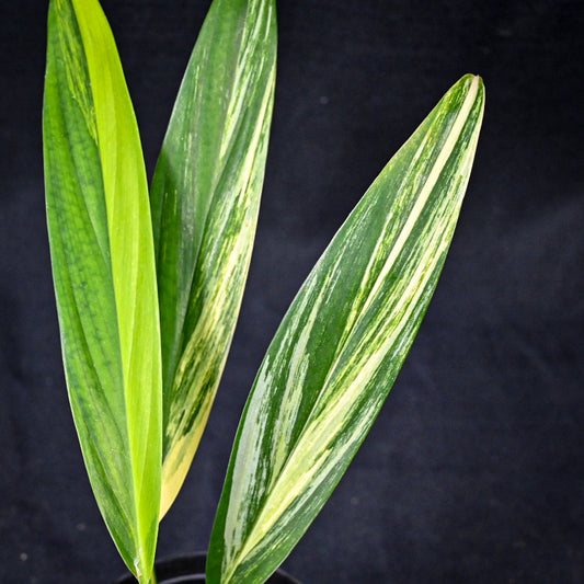 Epipremnum amplissimum variegated