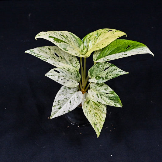 Epipremnum pinnatum marble