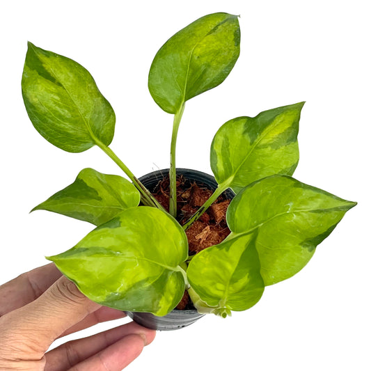 Epipremnum aureum ‘Njoy Neon’