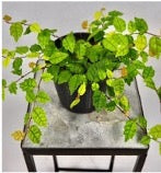Ficus pumila 'quercifolia'