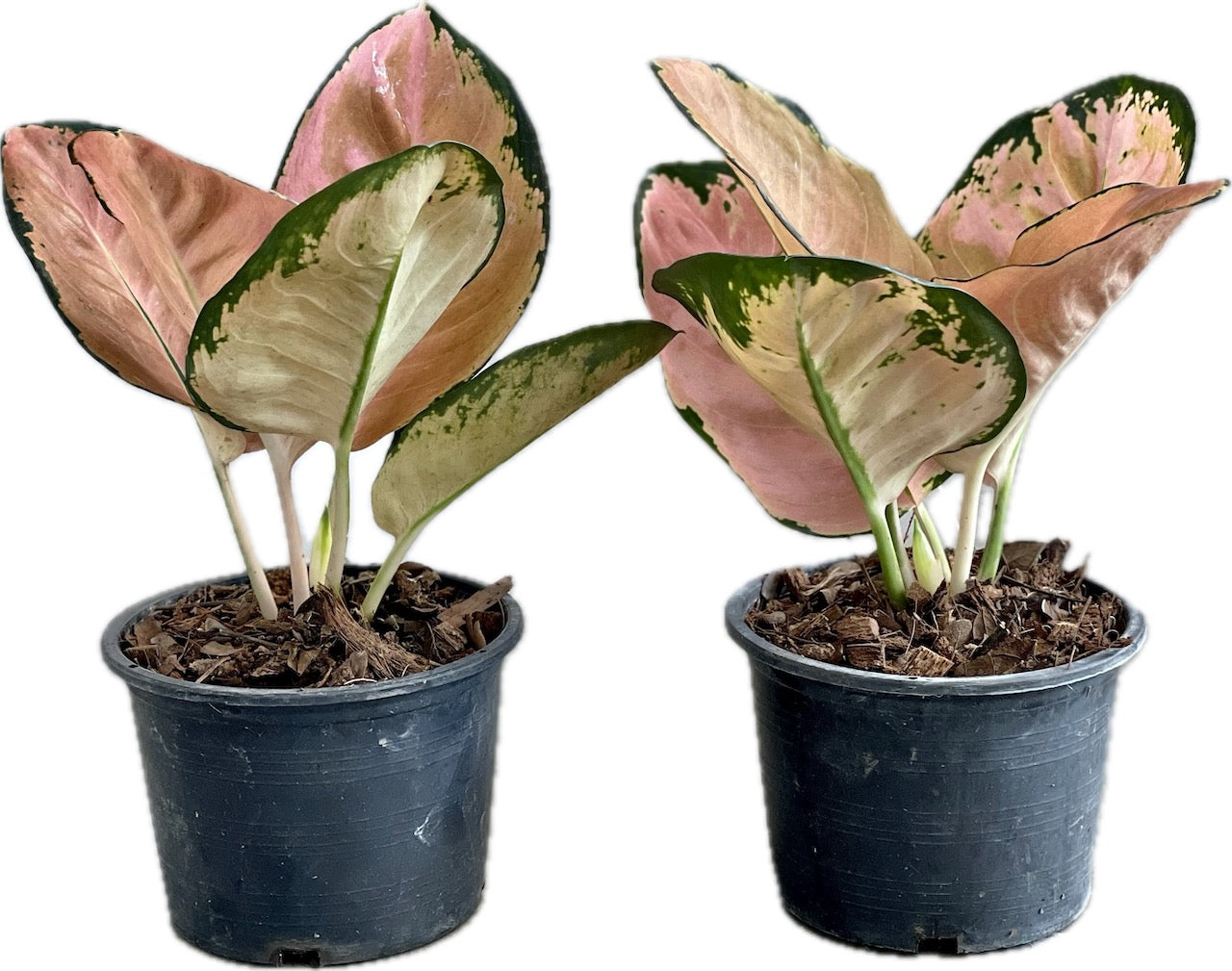 Agloanema 'Starbucks' (5 Pots set)
