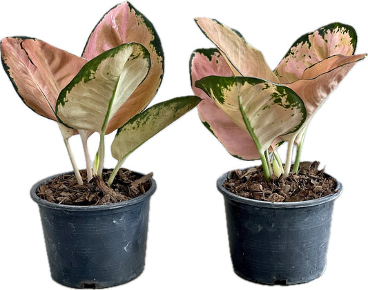 Agloanema 'Starbucks'