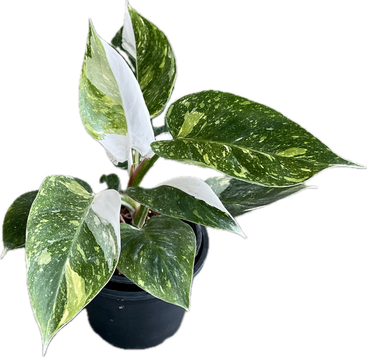 Philodendron white princess tricolor