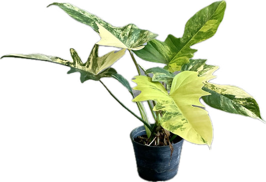 Philodendron florida beauty x mayoii