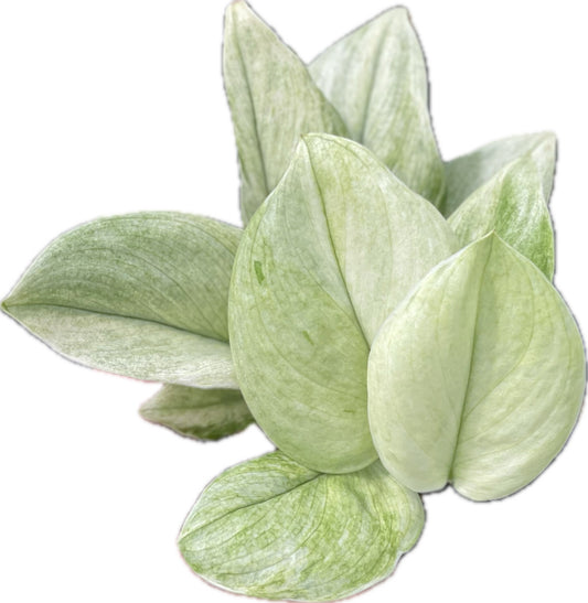 Scindapsus treubii moonlight mint