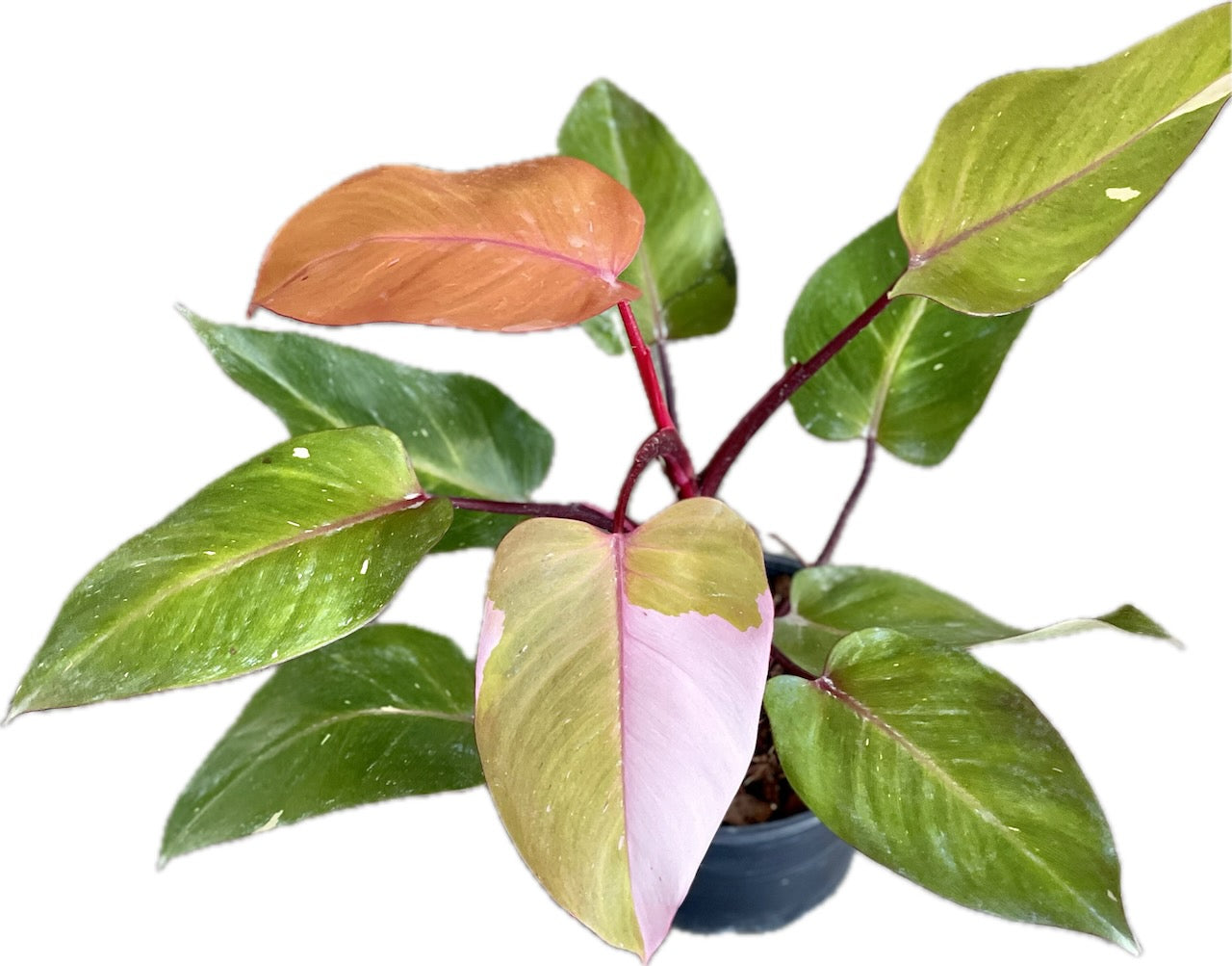 Philodendron persimmon princess