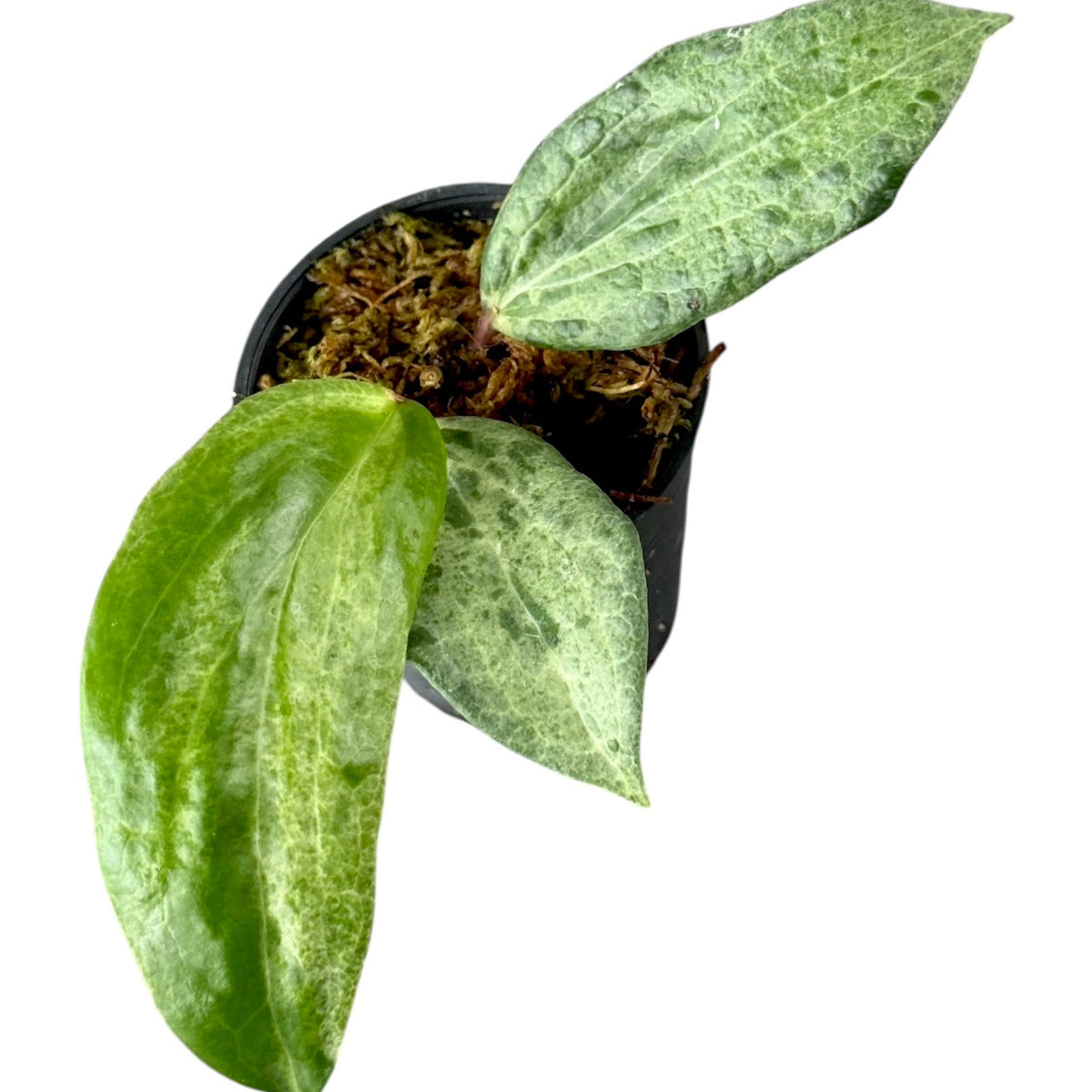 Hoya crococile (2-3 leaves)