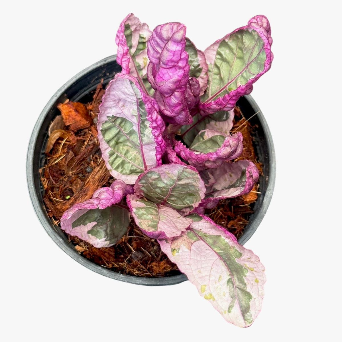 Hemigraphis alternata variegated