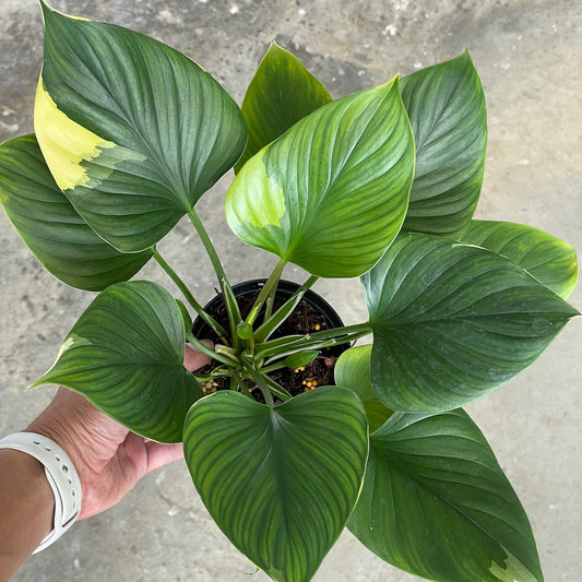 Homalomena expedita albo variegated