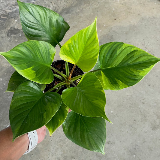 Homalomena expedita aurea variegated
