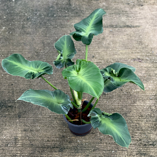 Philodendron rugosum aberrant form