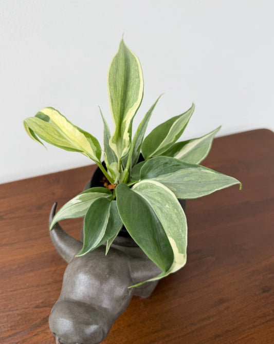 Philodendron hederaceum "Rio narrow"