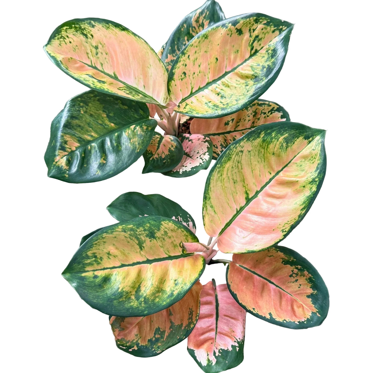 Aglaonema 'Starbucks'