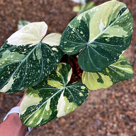 Philodendron glorisum tricolor (3-4 leaves)