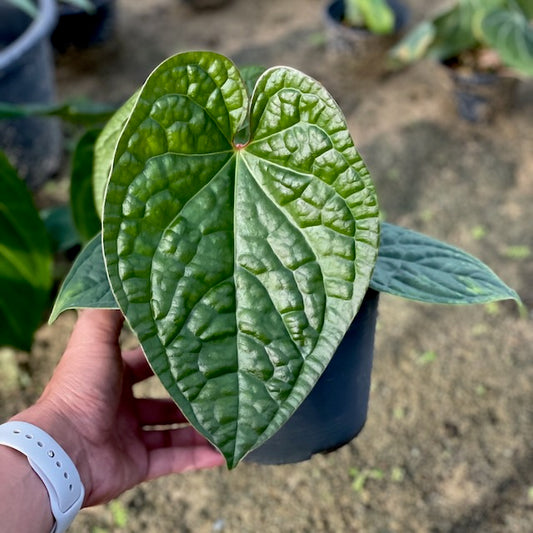 Anthurium luxurians