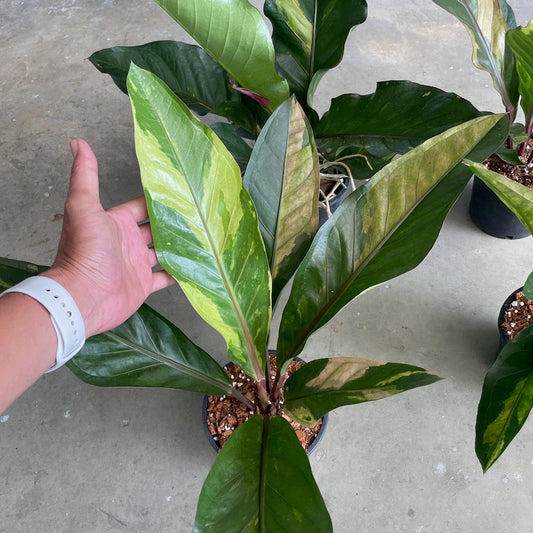 Anthurium hybrids variegated