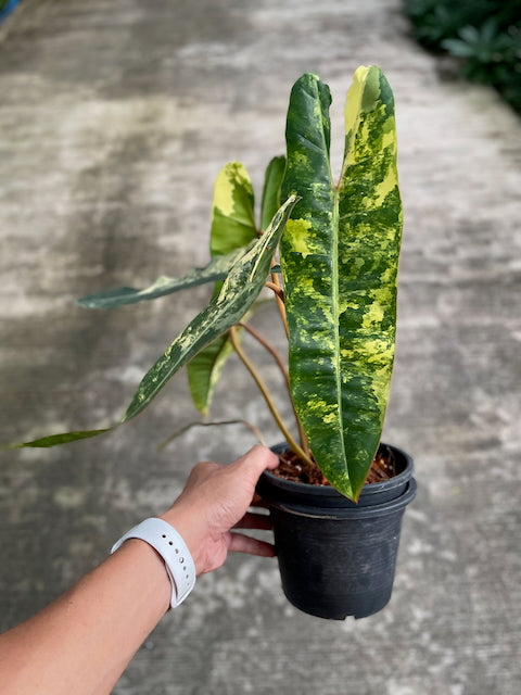 Philodendron billietiae variegated (M) (3 leaves)