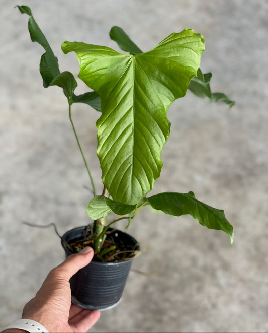 Anthurium balaoanum