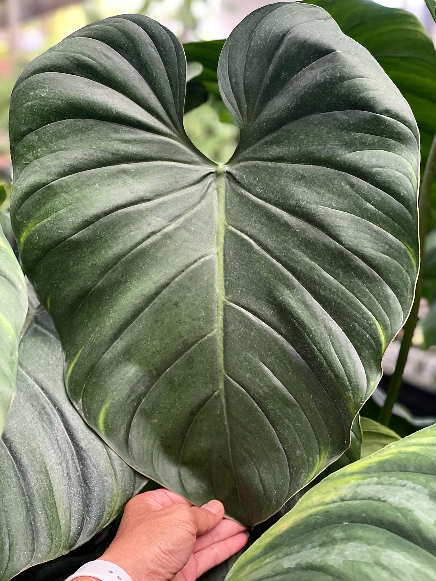 Philodendron pastazanum