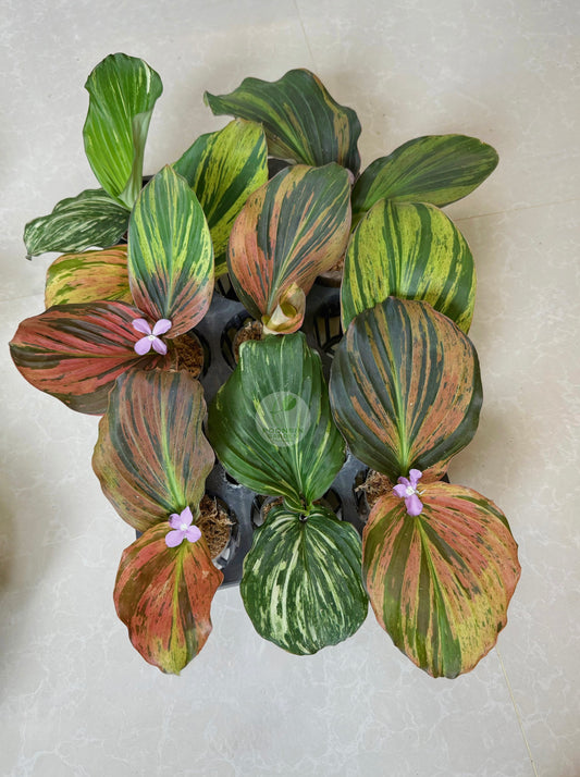 Keampferia sp. variegated (mixed color)