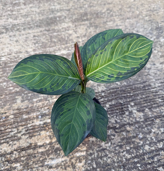 Agloanema new black lipstick (natural hybrids)