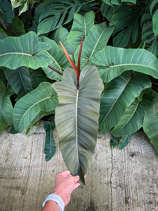 Philodendron florida bronze
