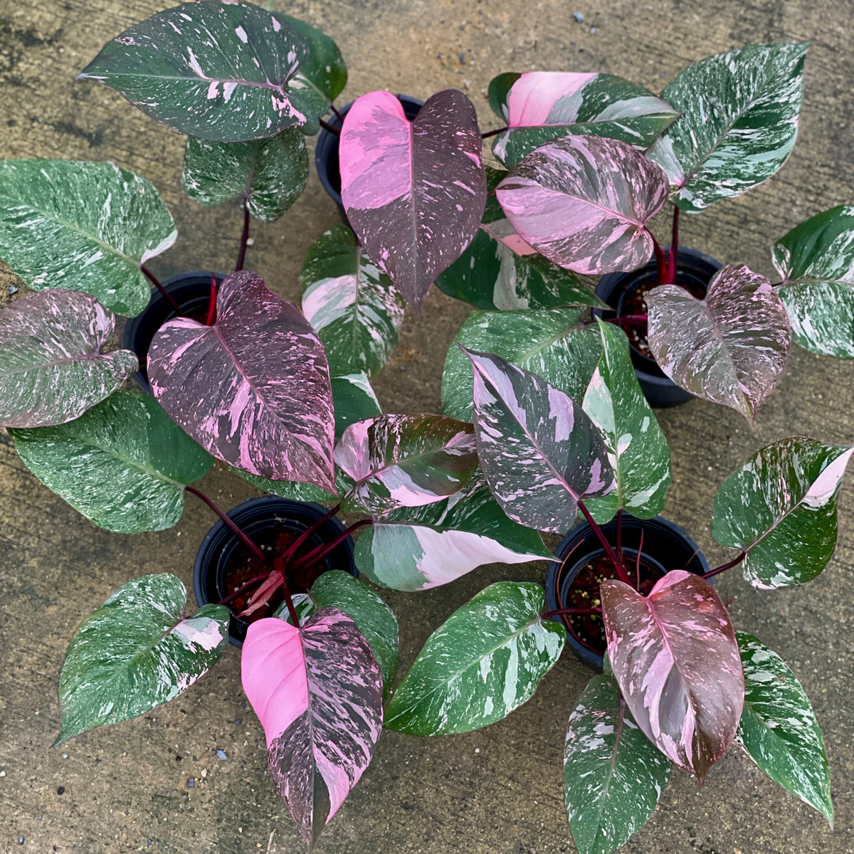 Philodendron pink princess (galaxy)