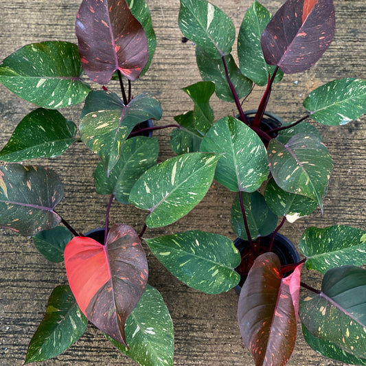 Philodendron orange princess