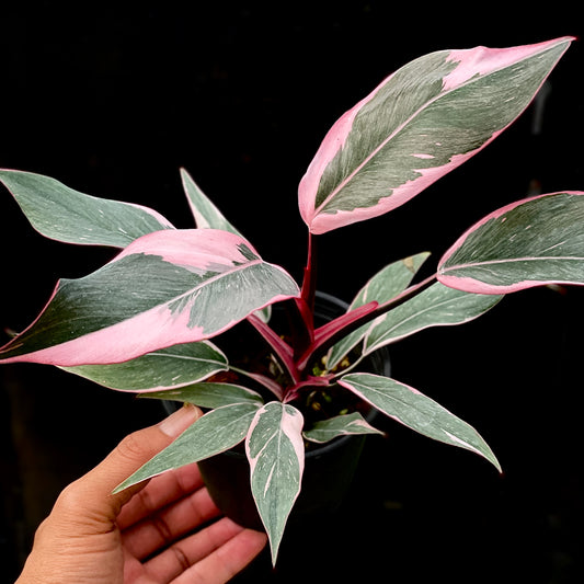 Philodendron pink princess mutation