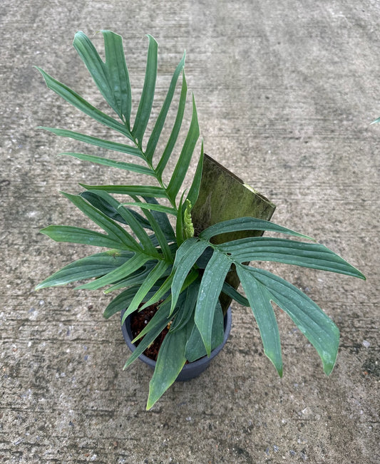Rhaphidophora tenue (mature form)