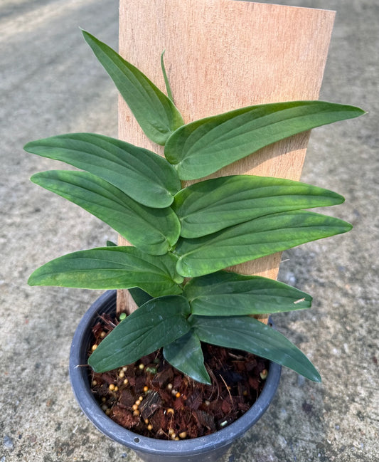 Rhaphidophora tenue