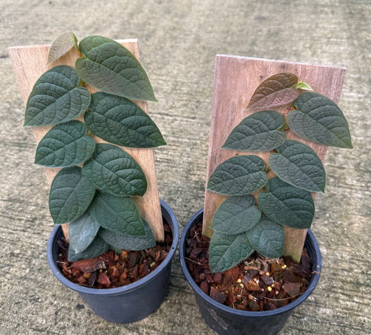 Ficus villosa