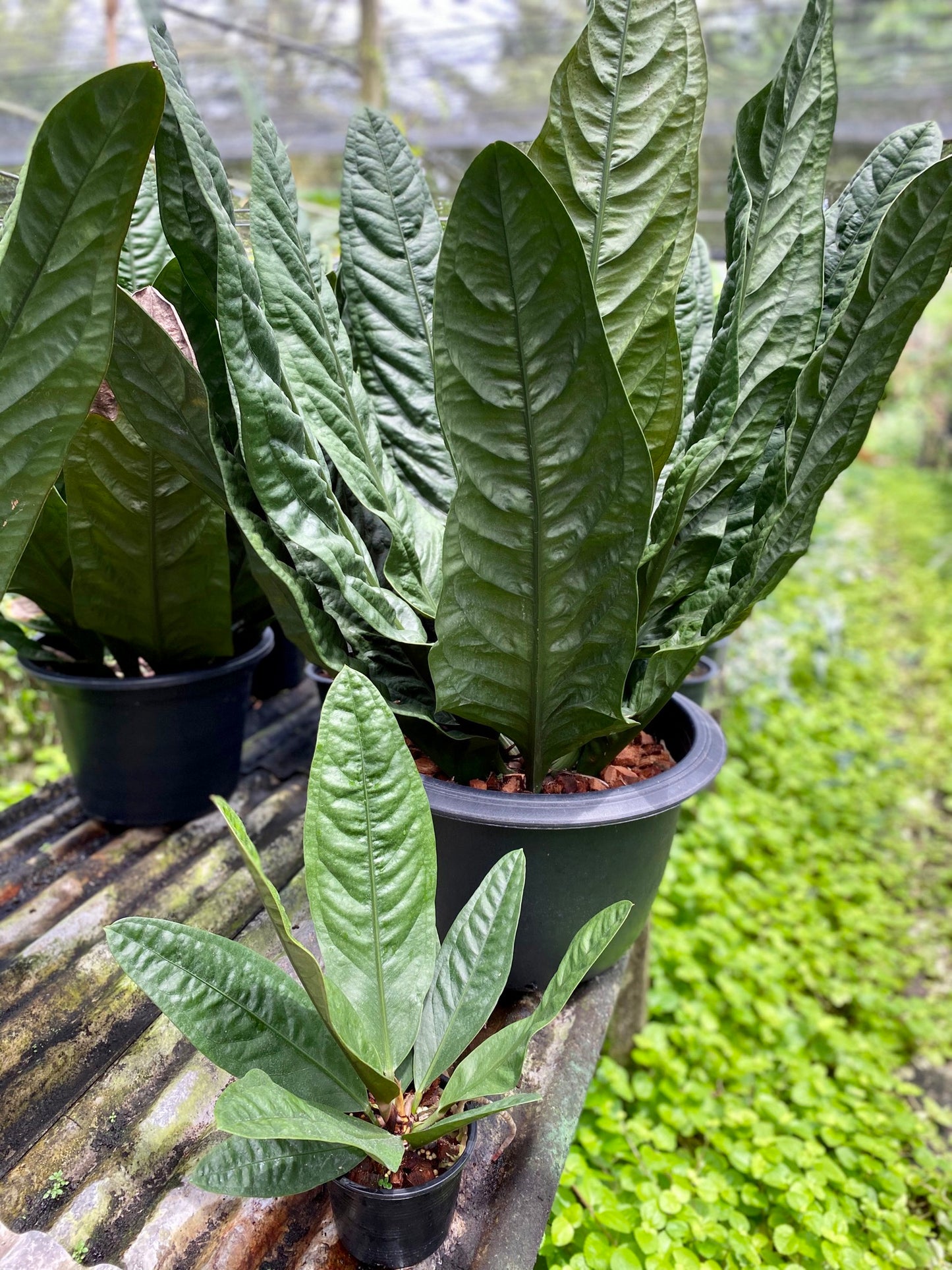 Anthurium superbum