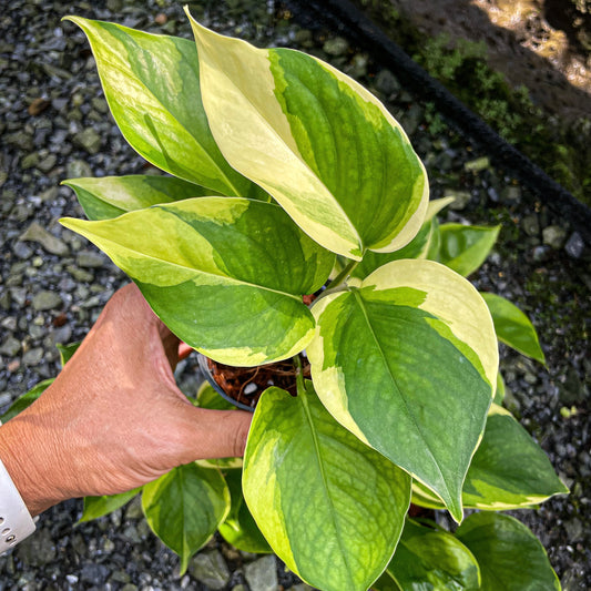 Epipremnum aureum 'Manjula Poonsin'