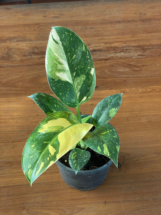 Philodendron green congo nuclear (S)