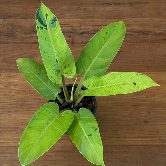Philodendron melinonii hybrid marble variegated