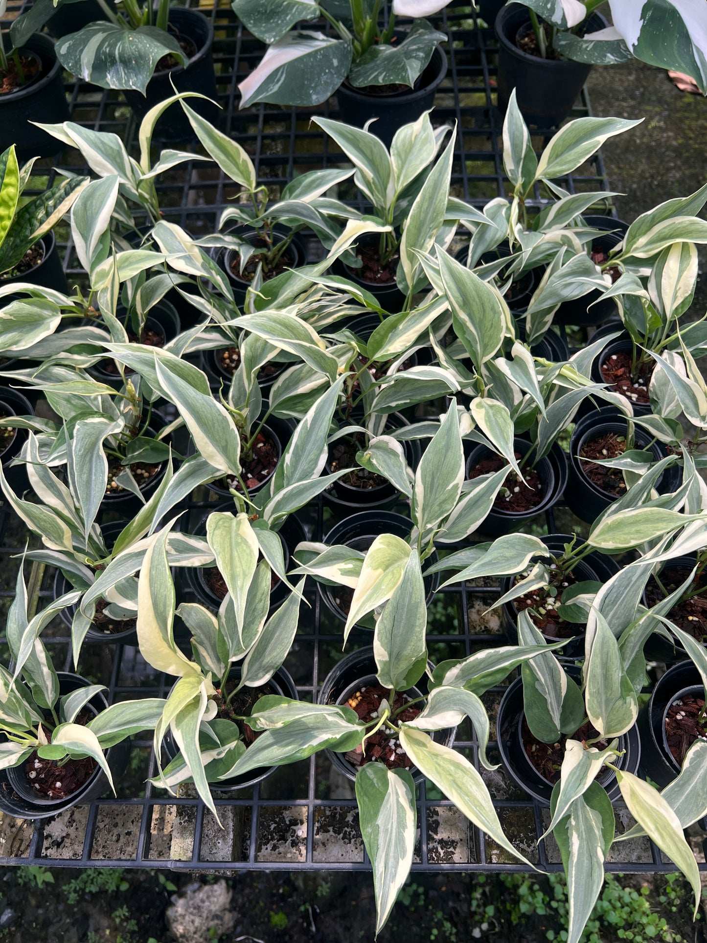 Philodendron hederaceum "Rio narrow"